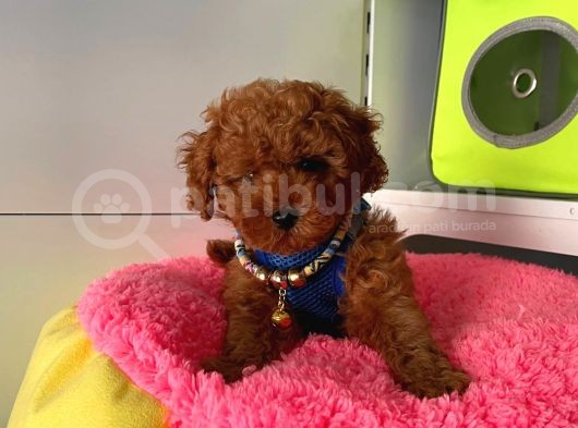 Safkan Poodle Yavrular görsel