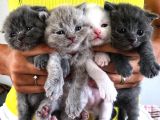 Scottish Fold Straight Kardeşler 2 Aylık Olmak Üzere