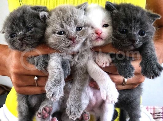 Scottish Fold Straight Kardeşler 2 Aylık Olmak Üzere görsel