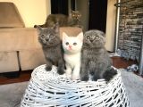 Scottish Fold Straight Kardeşler 2 Aylık Olmak Üzere