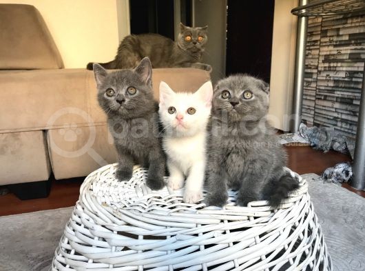 Scottish Fold Straight Kardeşler 2 Aylık Olmak Üzere görsel