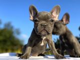Blue French Bulldog Egzoti̇k Bebekler