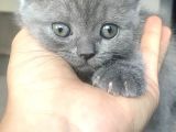 Scottish Fold Straight Kardeşler 2 Aylık Olmak Üzere
