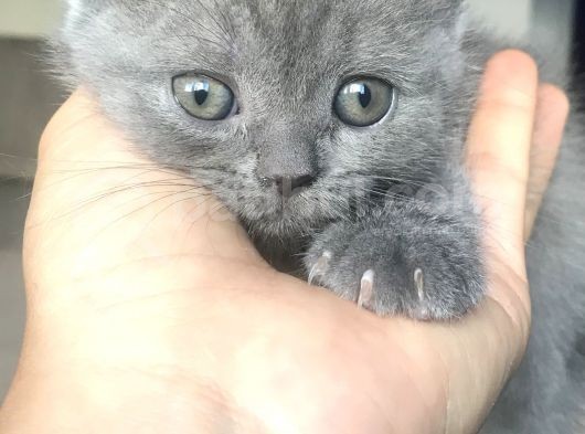 Scottish Fold Straight Kardeşler 2 Aylık Olmak Üzere görsel