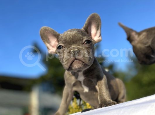 Blue French Bulldog Egzoti̇k Bebekler görsel