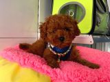 Safkan Poodle Yavrular