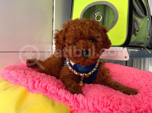 Safkan Poodle Yavrular görsel
