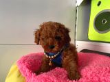 Safkan Poodle Yavrular
