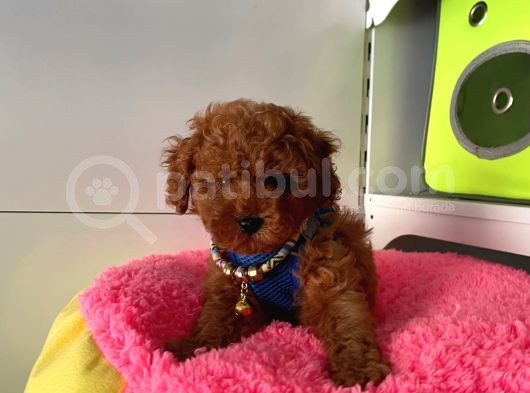 Safkan Poodle Yavrular görsel