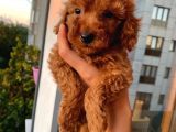 Karamelll Toypoodle Bebi̇şleri̇