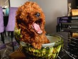 Mükemmel ToyPoodle Bebişlerr