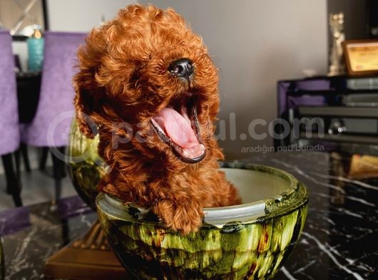 Mükemmel Toypoodle Bebişlerr