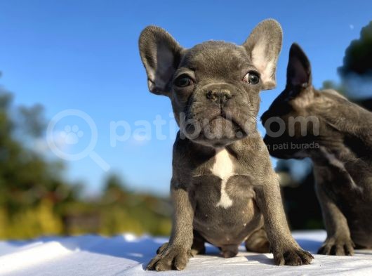 Blue French Bulldog Egzoti̇k Bebekler görsel