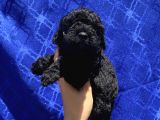 Dark Black Toypoodle Bebi̇şi̇mi̇z
