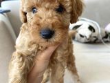 50 Günlük ToyPoodle