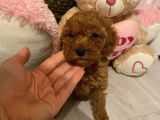 Karamelll Toypoodle Bebi̇şleri̇