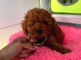 Safkan Poodle Yavrular