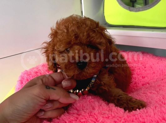 Safkan Poodle Yavrular