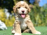 Nadi̇r Renk Bi̇ Colour Poodle Yavrumuz