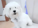 Maltese Terrier Yavrular