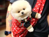 Ayı Surat Pomeranian Boo Yavrularımız
