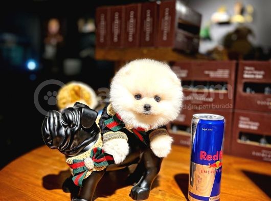 Ayı Surat Pomeranian Boo Yavrularımız görsel