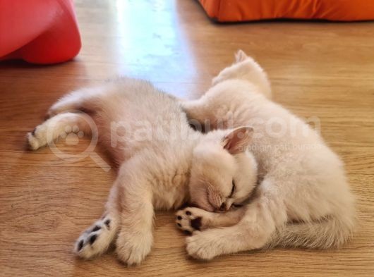 Satılık Orijinal British Shorthair Yavrusu