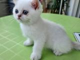 Satılık Orijinal British Shorthair Yavrusu