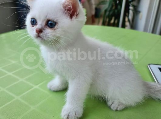 Satılık Orijinal British Shorthair Yavrusu görsel