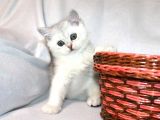 Satılık Orijinal British Shorthair Yavrusu