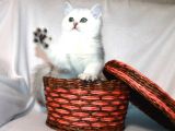 Satılık Orijinal British Shorthair Yavrusu