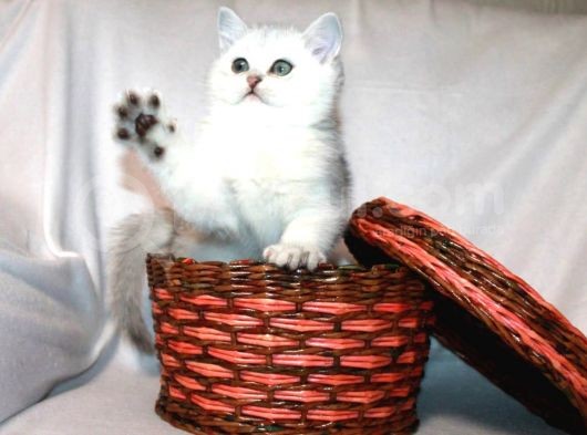 Satılık Orijinal British Shorthair Yavrusu görsel