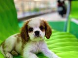 Safkan King Charles Cavalier Erkek Yavrumuz