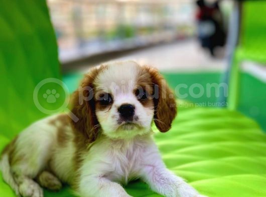 Safkan King Charles Cavalier Erkek Yavrumuz