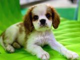 Safkan King Charles Cavalier Erkek Yavrumuz