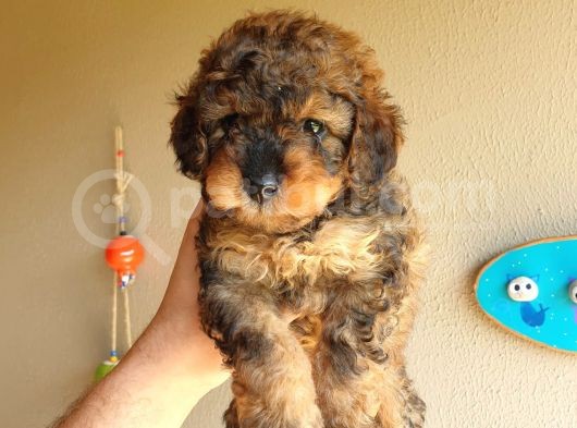 Nadi̇r Bulunan Blackten Toy Poodle Yavrum görsel
