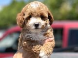 Show Kalite Maltipoo Yavrular