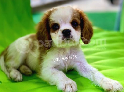 Safkan King Charles Cavalier Erkek Yavrumuz görsel