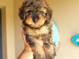 Nadi̇r Bulunan Blackten Toy Poodle Yavrum