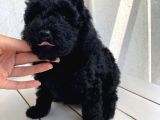 Muhteşem Black Toypoodle Bebi̇şler