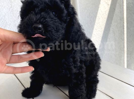 Muhteşem Black Toypoodle Bebi̇şler görsel