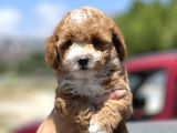 Show Kalite Maltipoo Yavrular