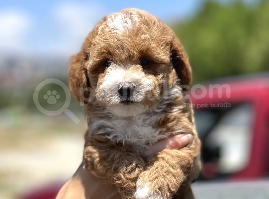 Show Kalite Maltipoo Yavrular görsel