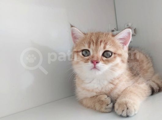 Golden British Shorthair Erkek görsel