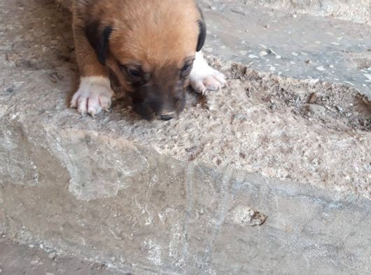 Rottweiler Yavruları görsel