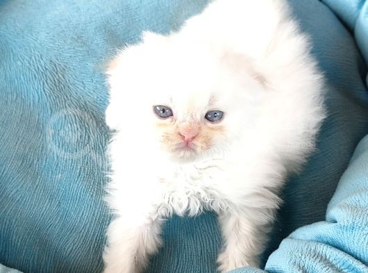 Scotti̇sh Chi̇nchi̇lla Yavru Kedi̇ler görsel