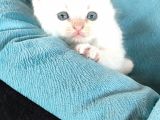 Scotti̇sh Chi̇nchi̇lla Yavru Kedi̇ler
