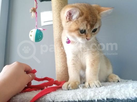 Safkan British Short Hair Golden Ny11 Ny12 Di̇şi̇ Yavru görsel
