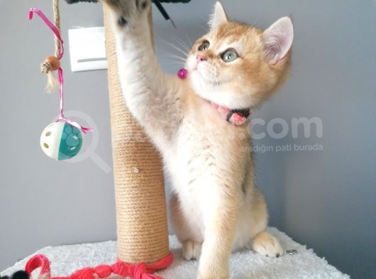 Safkan British Short Hair Golden Ny11 Ny12 Di̇şi̇ Yavru görsel