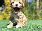 Nadi̇r Renk Poodle Bebeği̇mi̇z